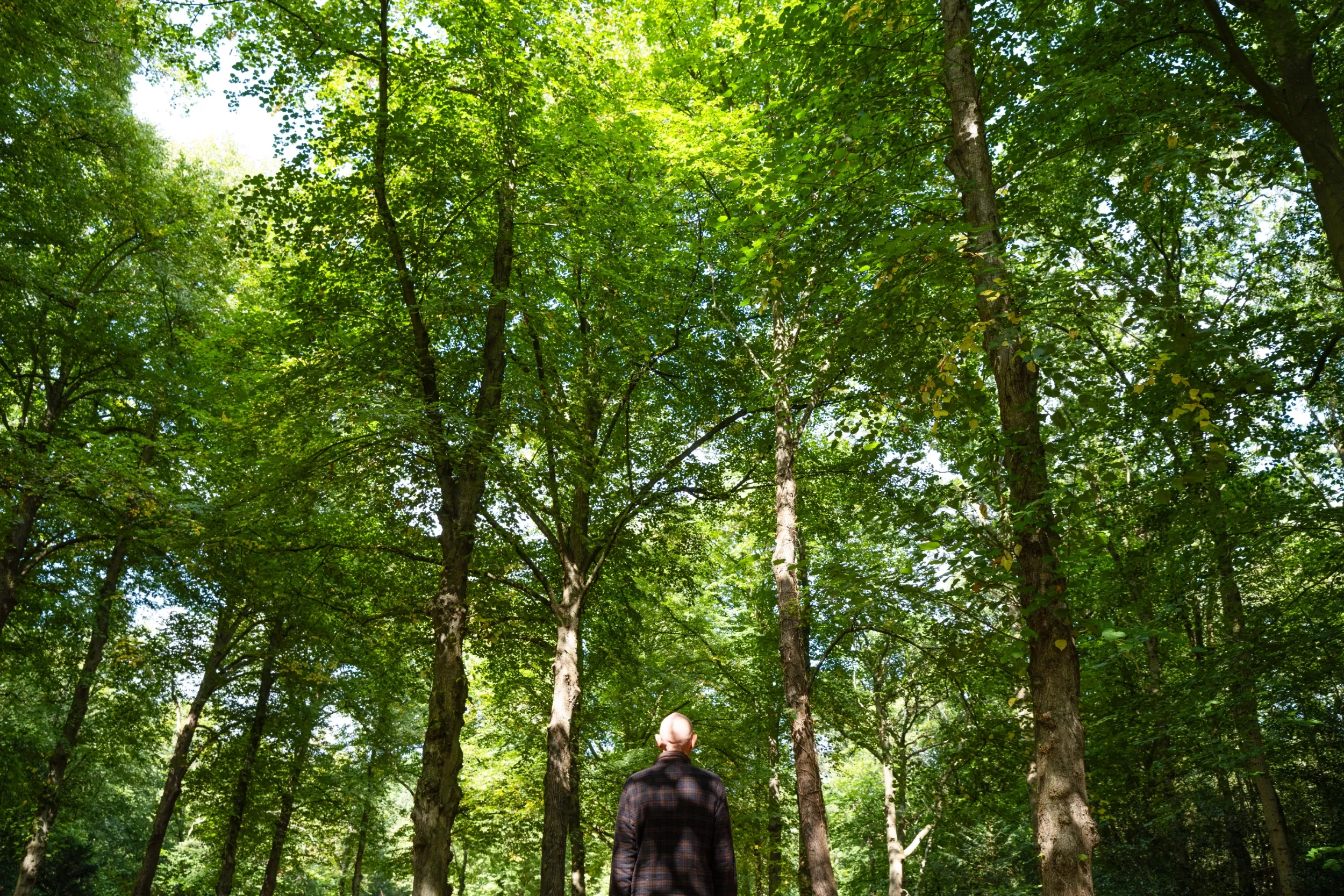 Persoon van achteren gezien in een bos met hoge bomen en groen licht.